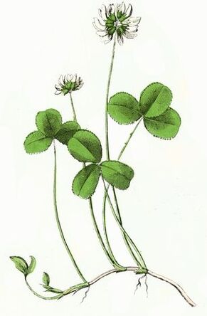 детелина